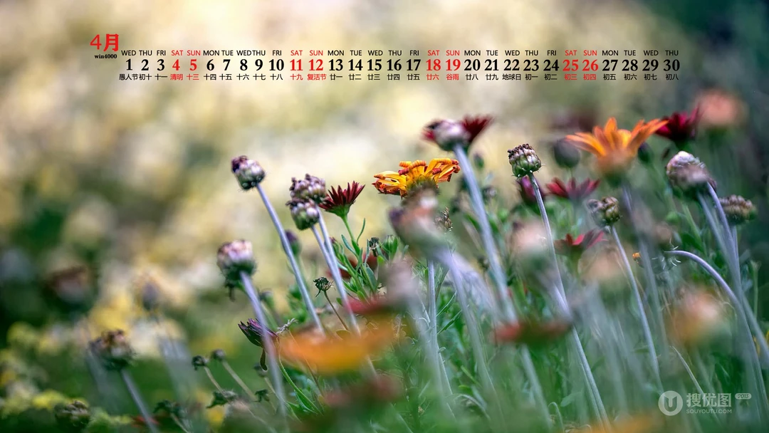 美丽的野花，花朵花卉植物壁纸图片，2020年4月唯美日历桌面图片