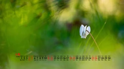 美丽的野花，花朵花卉植物壁纸图片，2020年4月唯美日历桌面图片