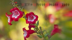 美丽的野花，花朵花卉植物壁纸图片，2020年4月唯美日历桌面图片