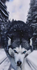 霸气的雪地狼和可爱的宠物狗狗手机壁纸