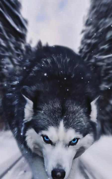 霸气的雪地狼和可爱的宠物狗狗手机壁纸