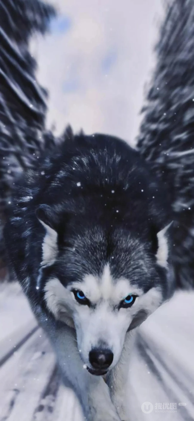 霸气的雪地狼和可爱的宠物狗狗手机壁纸