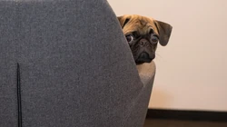 呆萌可爱的八哥犬桌面壁纸下载