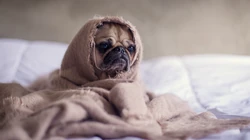 呆萌可爱的八哥犬桌面壁纸下载
