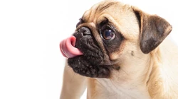 呆萌可爱的八哥犬桌面壁纸下载