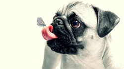 呆萌可爱的八哥犬桌面壁纸下载