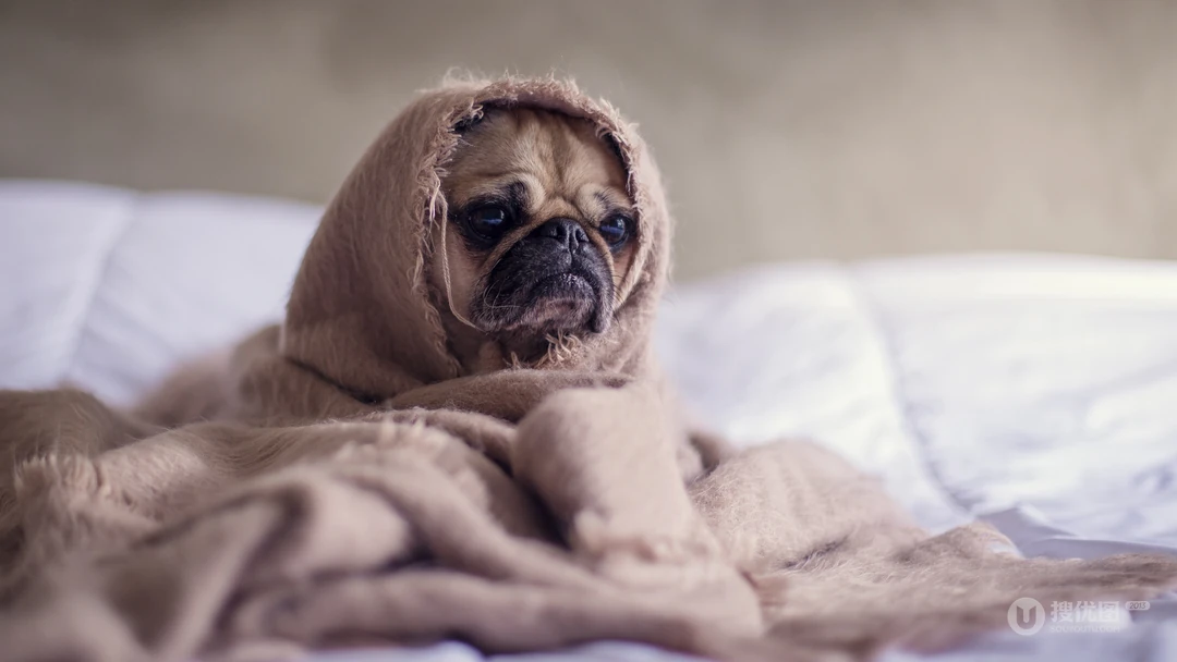 呆萌可爱的八哥犬桌面壁纸下载