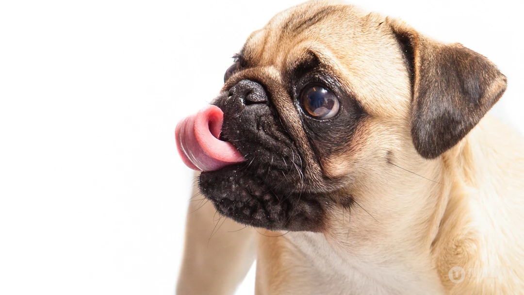 呆萌可爱的八哥犬桌面壁纸下载