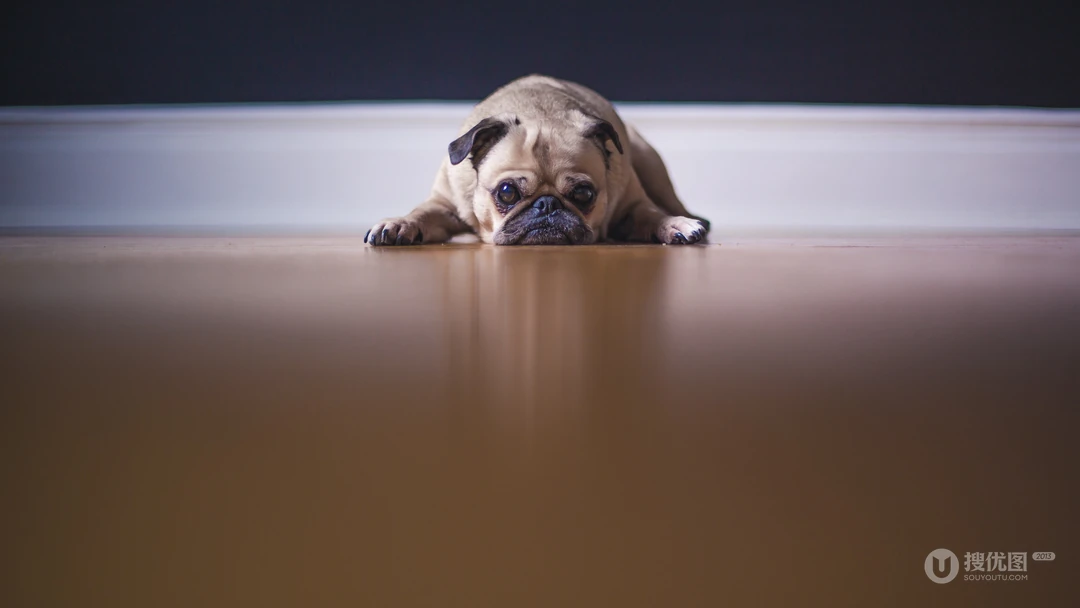 呆萌可爱的八哥犬桌面壁纸下载
