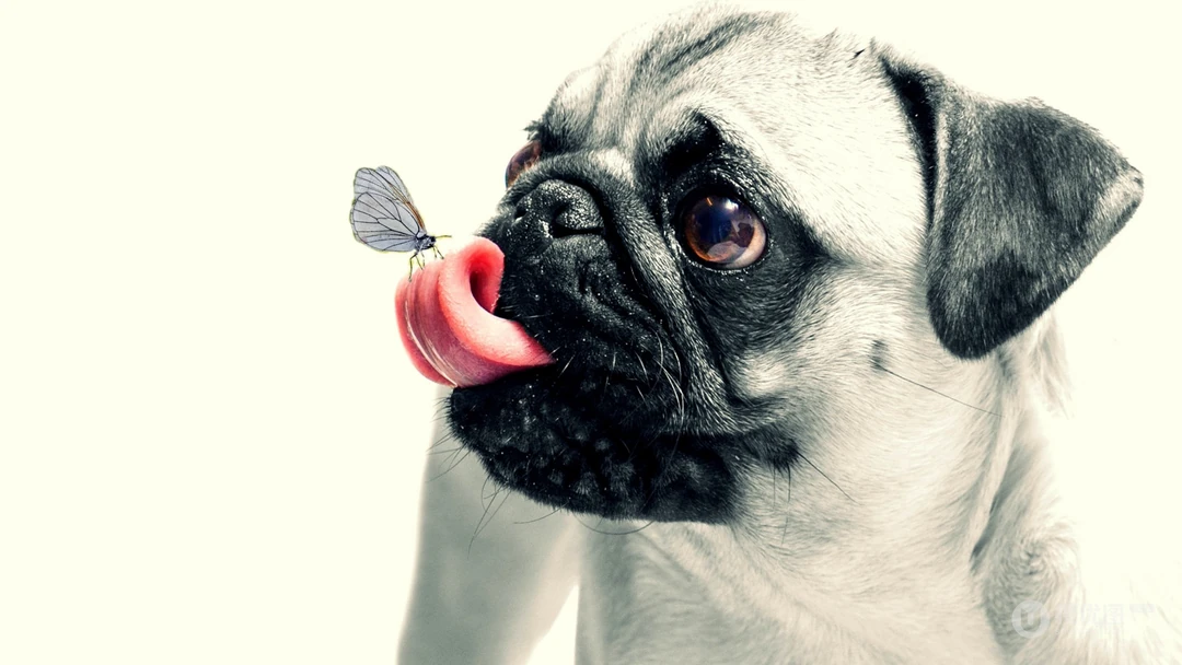 呆萌可爱的八哥犬桌面壁纸下载