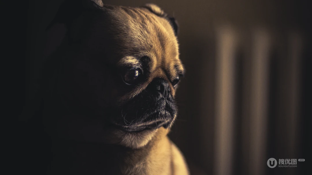 呆萌可爱的八哥犬桌面壁纸下载