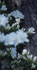 杜鹃花之白色杜鹃花图片，白杜鹃（映山白）唯美摄影图片欣赏