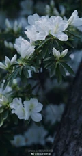 杜鹃花之白色杜鹃花图片，白杜鹃（映山白）唯美摄影图片欣赏