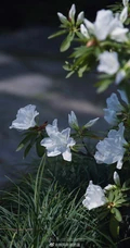 杜鹃花之白色杜鹃花图片，白杜鹃（映山白）唯美摄影图片欣赏
