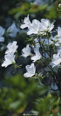 杜鹃花之白色杜鹃花图片，白杜鹃（映山白）唯美摄影图片欣赏