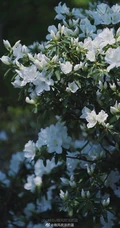 杜鹃花之白色杜鹃花图片，白杜鹃（映山白）唯美摄影图片欣赏