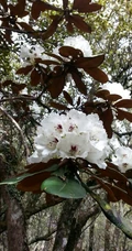 杜鹃花之白色杜鹃花图片，白杜鹃（映山白）唯美摄影图片欣赏