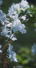 杜鹃花之白色杜鹃花图片，白杜鹃（映山白）唯美摄影图片欣赏
