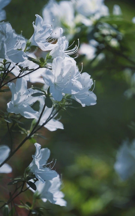 杜鹃花之白色杜鹃花图片，白杜鹃（映山白）唯美摄影图片欣赏