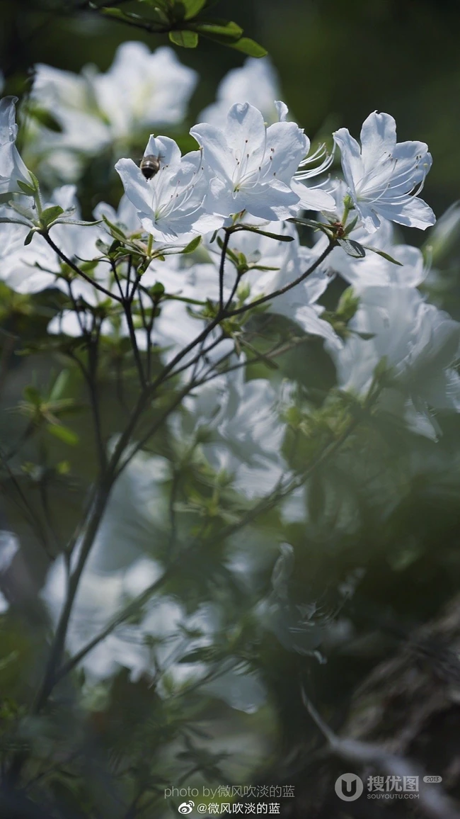 杜鹃花之白色杜鹃花图片，白杜鹃（映山白）唯美摄影图片欣赏