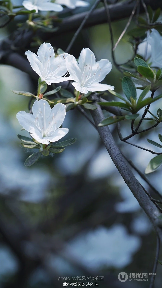 杜鹃花之白色杜鹃花图片，白杜鹃（映山白）唯美摄影图片欣赏