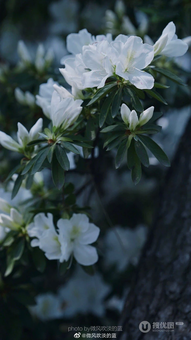 杜鹃花之白色杜鹃花图片，白杜鹃（映山白）唯美摄影图片欣赏