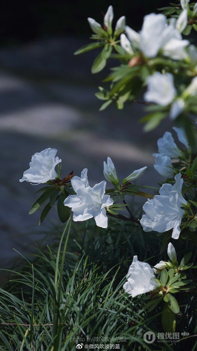 杜鹃花之白色杜鹃花图片，白杜鹃（映山白）唯美摄影图片欣赏