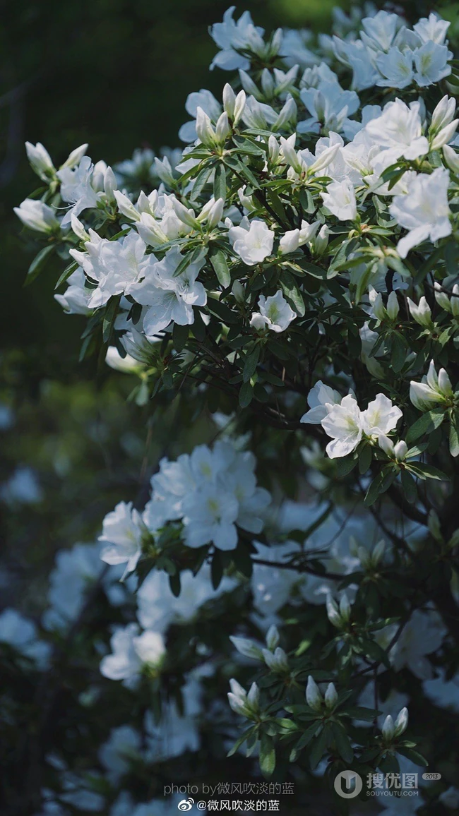 杜鹃花之白色杜鹃花图片，白杜鹃（映山白）唯美摄影图片欣赏