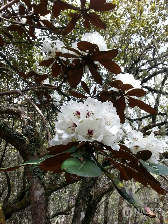 杜鹃花之白色杜鹃花图片，白杜鹃（映山白）唯美摄影图片欣赏