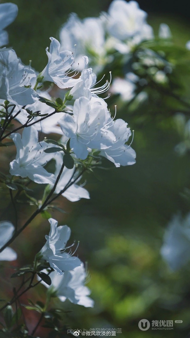 杜鹃花之白色杜鹃花图片，白杜鹃（映山白）唯美摄影图片欣赏
