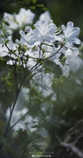 杜鹃花之白色杜鹃花图片，白杜鹃（映山白）唯美摄影图片欣赏