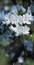 杜鹃花之白色杜鹃花图片，白杜鹃（映山白）唯美摄影图片欣赏