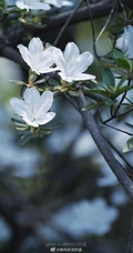 杜鹃花之白色杜鹃花图片，白杜鹃（映山白）唯美摄影图片欣赏
