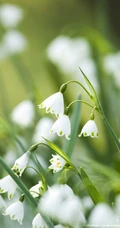 雪片莲图片，花期3-4月石蒜科植物雪片莲清新清新图片