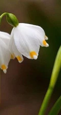雪片莲图片，花期3-4月石蒜科植物雪片莲清新清新图片