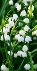 雪片莲图片，花期3-4月石蒜科植物雪片莲清新清新图片