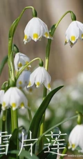 雪片莲图片，花期3-4月石蒜科植物雪片莲清新清新图片