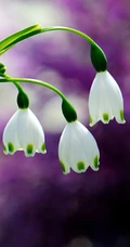 雪片莲图片，花期3-4月石蒜科植物雪片莲清新清新图片