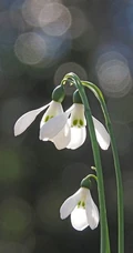 雪片莲图片，花期3-4月石蒜科植物雪片莲清新清新图片