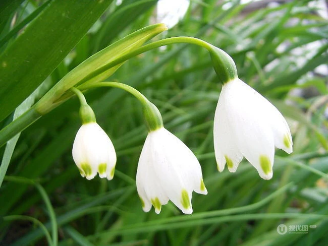 雪片莲图片，花期3-4月石蒜科植物雪片莲清新清新图片