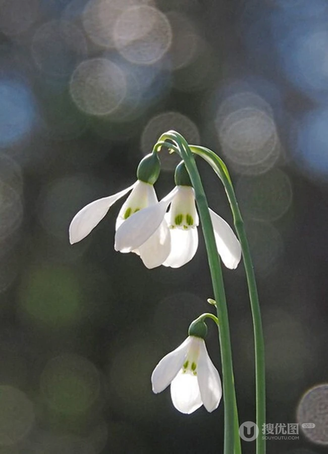 雪片莲图片，花期3-4月石蒜科植物雪片莲清新清新图片
