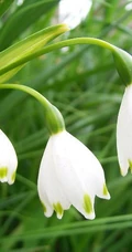 雪片莲图片，花期3-4月石蒜科植物雪片莲清新清新图片