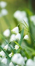 雪片莲图片，花期3-4月石蒜科植物雪片莲清新清新图片