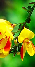 金雀花图片，颜色金黄，形似飞雀的家常小菜金雀花图片