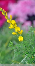 金雀花图片，颜色金黄，形似飞雀的家常小菜金雀花图片