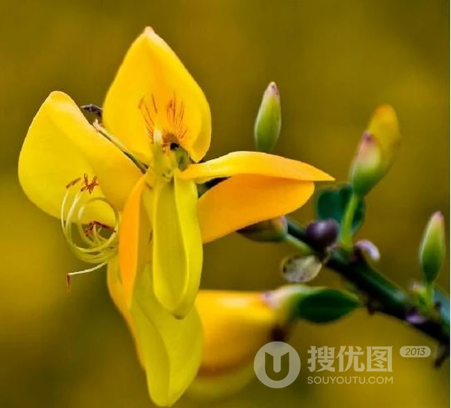 金雀花图片，颜色金黄，形似飞雀的家常小菜金雀花图片