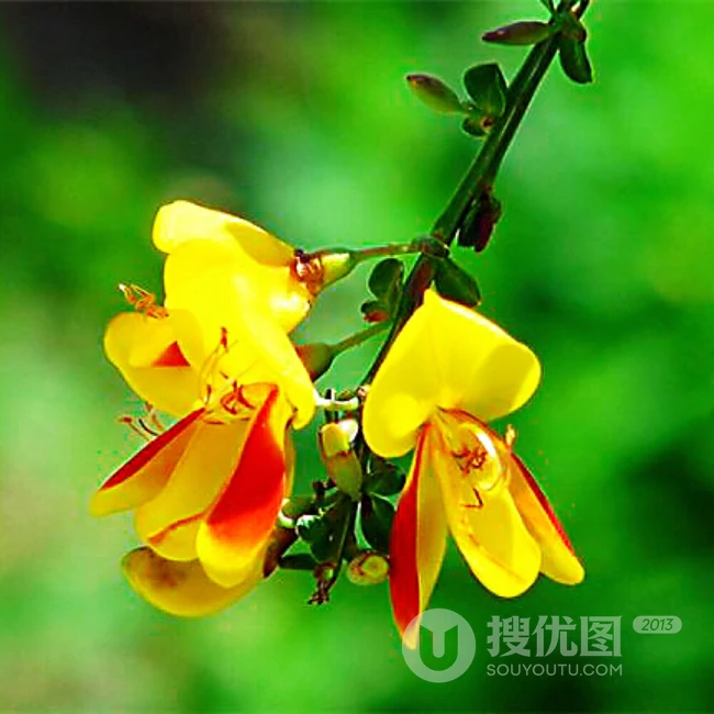 金雀花图片，颜色金黄，形似飞雀的家常小菜金雀花图片