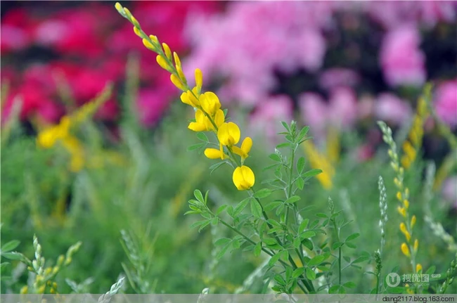 金雀花图片，颜色金黄，形似飞雀的家常小菜金雀花图片