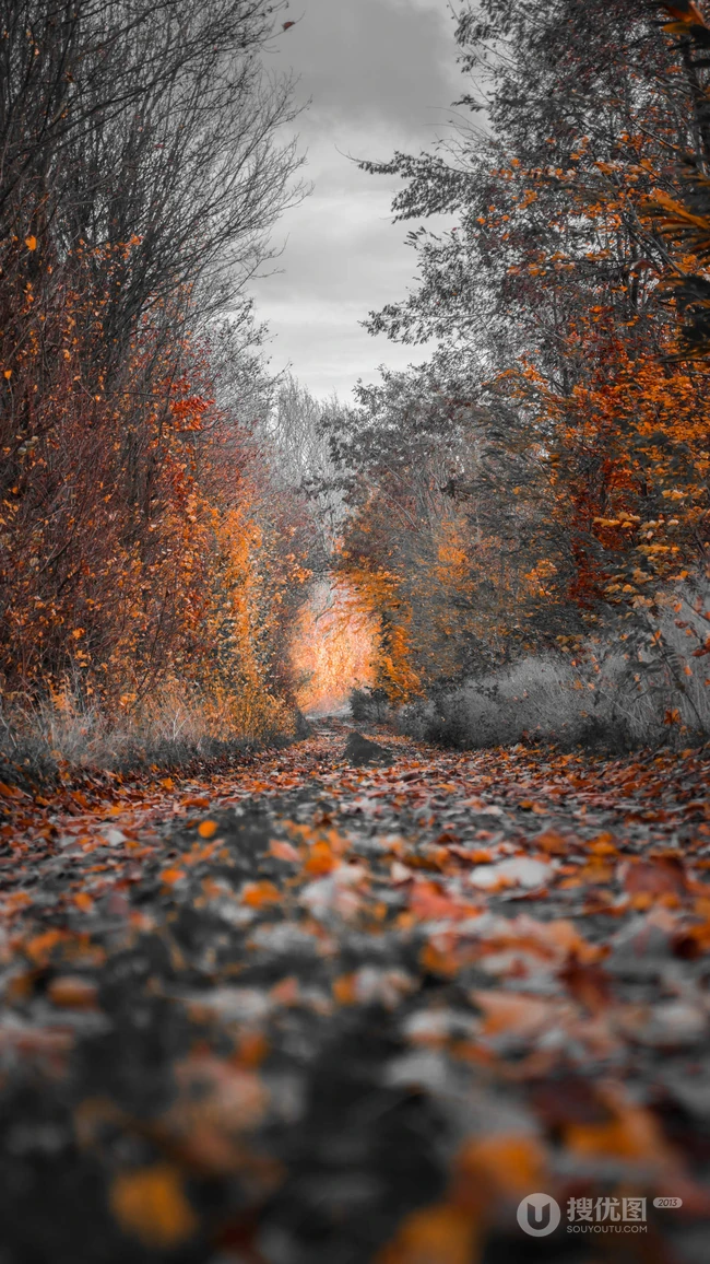 森林道路上的橙色落叶