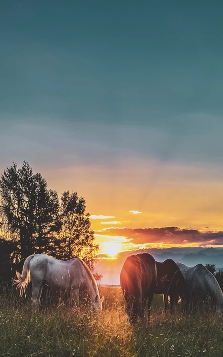 夕阳照射下的草原上的马儿风景手机壁纸